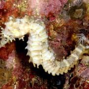 White Pygmy Sea Horse on Boga Wreck, Tulamben thumbnail
