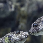 White-spotted-puffers thumbnail