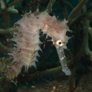 White-Thorny-Seahorse thumbnail