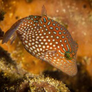 Whitespotted Toby in Crystal Bay, Nusa Lembongan thumbnail