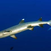Whitetip Shark in Tulamben, Bali thumbnail