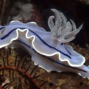Willan's-Chromodoris thumbnail