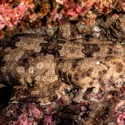Wobbegong Shark in Bali Manta Point, Nusa Lembongan thumbnail