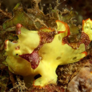 Yellow Bicolore Frogfish in Pemuteran, Bali thumbnail