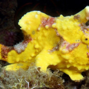 Yellow Frogfish in Bali thumbnail