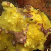 Yellow Frogfish in Menjangan Marine Park, Bali thumbnail
