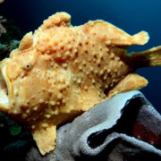 Yellow Frogfish mouth open on Hard Coral in Amed, Bali thumbnail