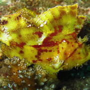 Yellow Leaf Scorpionfish Bicolore in Amed, Bali thumbnail