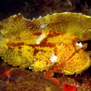 Yellow Leaf Scorpionfish in Tulamben, Bali thumbnail