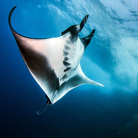 Diving Safari Bali 14 Days