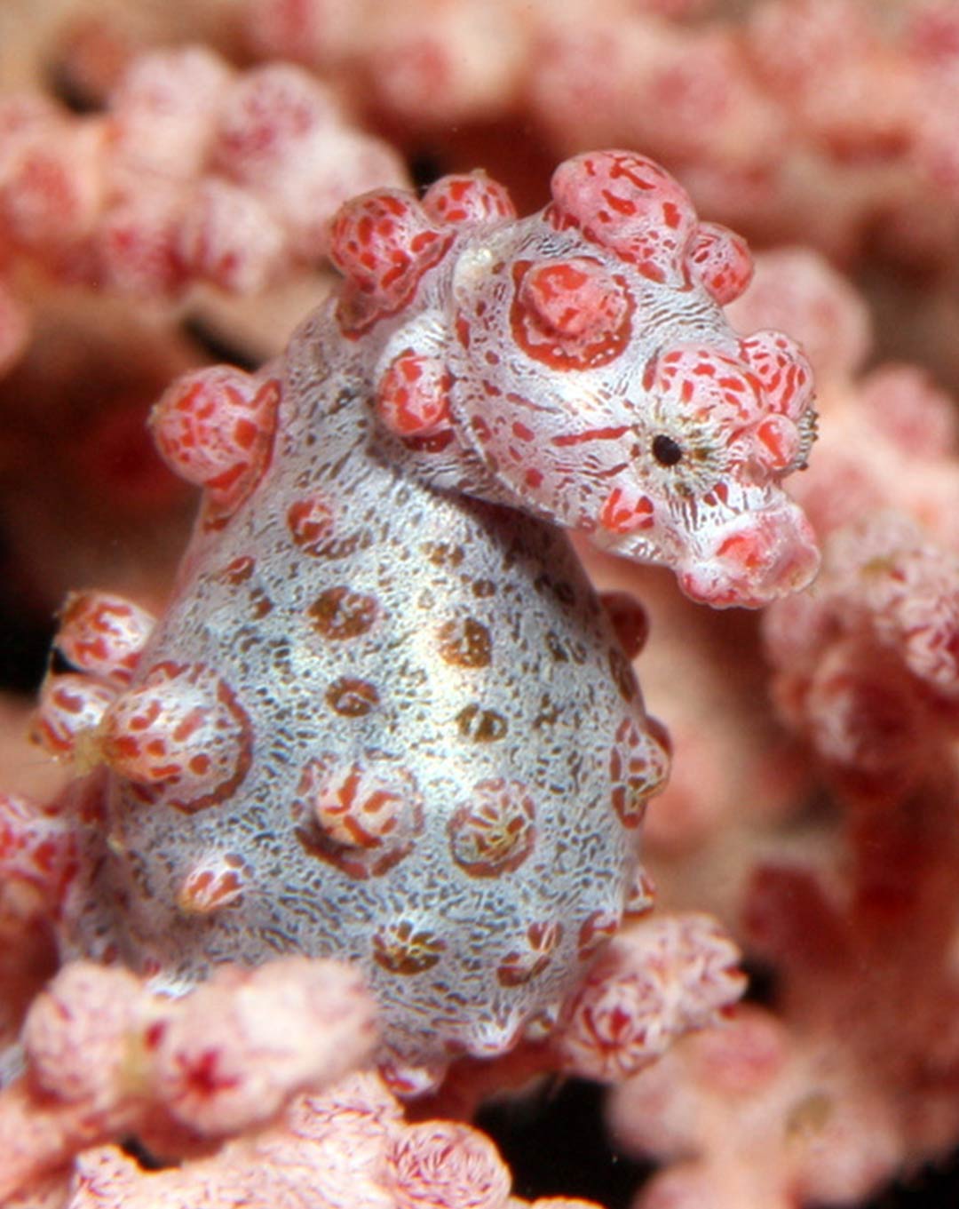 13 Nights Diving Safari in Bali