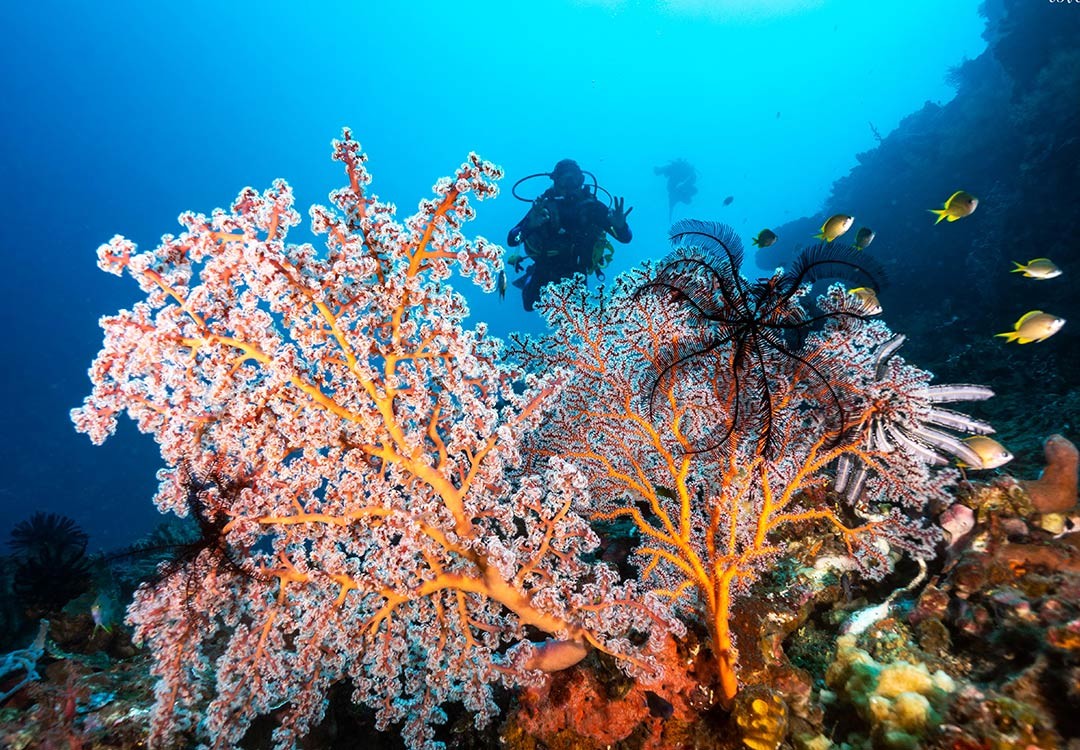 Deep dive during Advanced course in Tulamben