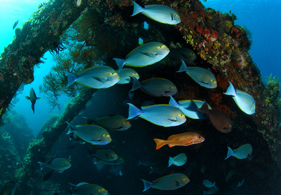 Day Trip Discover Scuba Diving Dive the Liberty Wreck