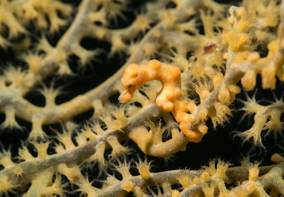 Pygmy Seahorse shot on the Liberty Shipwreck