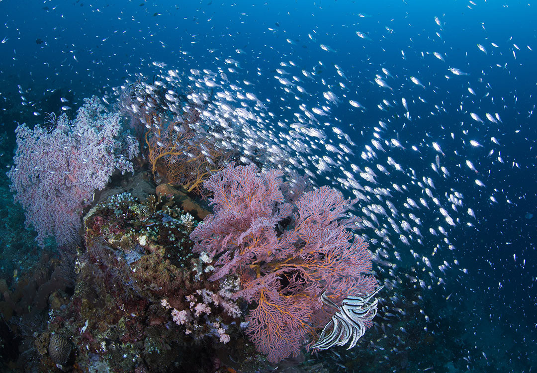 Day Trip Snorkeling to Tulamben