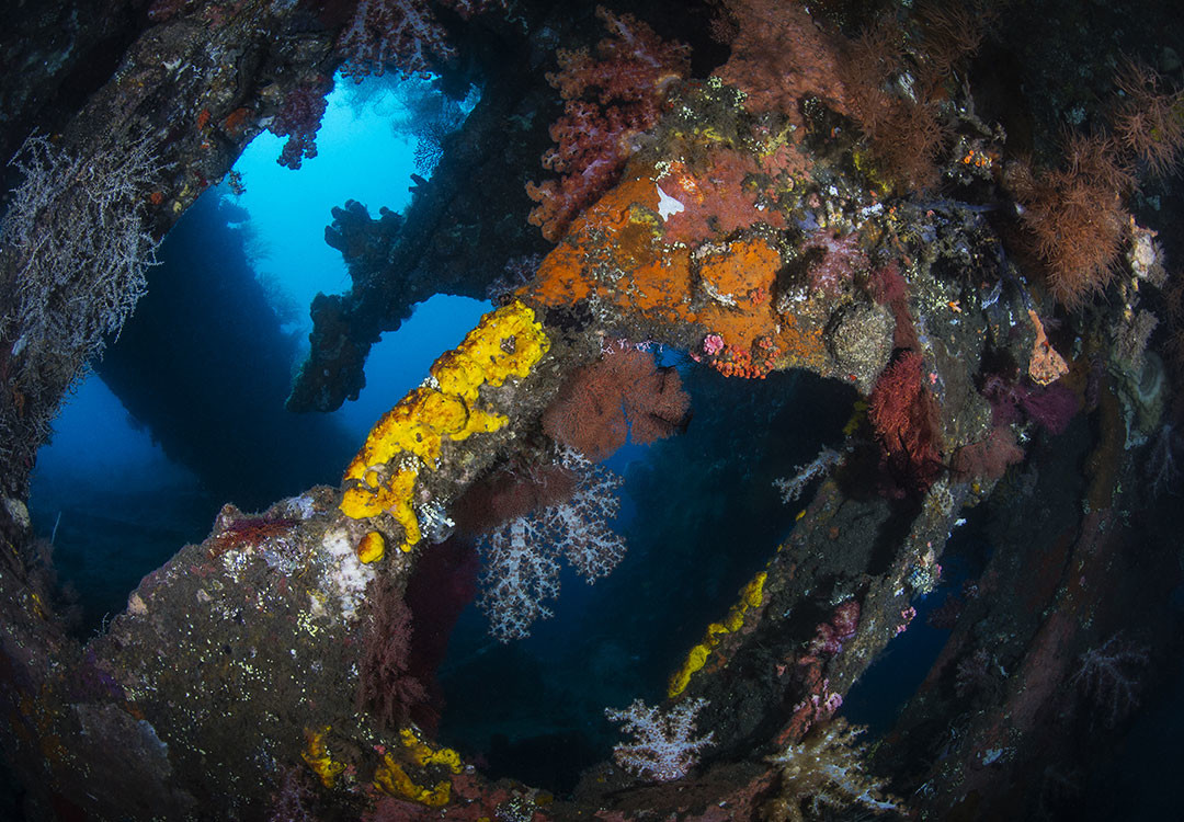 Explore the Liberty Wreck during our Day trip for certified divers