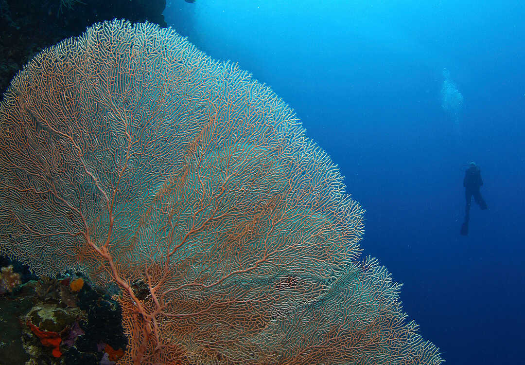 Impressive life and visibility during Advanced course in Pemuteran
