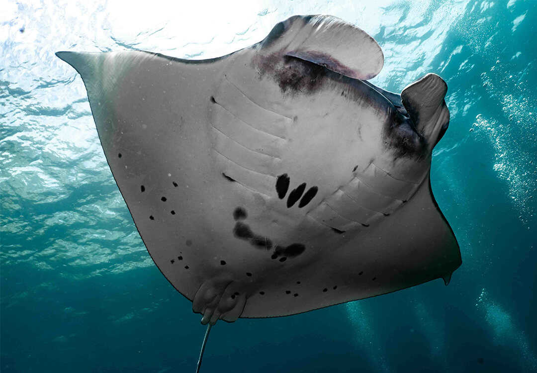 Day Trip 2 Fun Dives in Nusa Lembongan/Penida