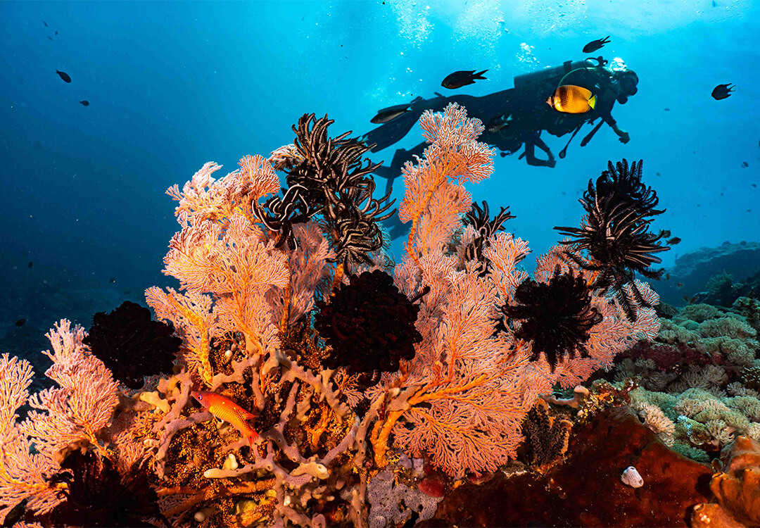 5 Fun Dives package in Menjangan & Pemuteran