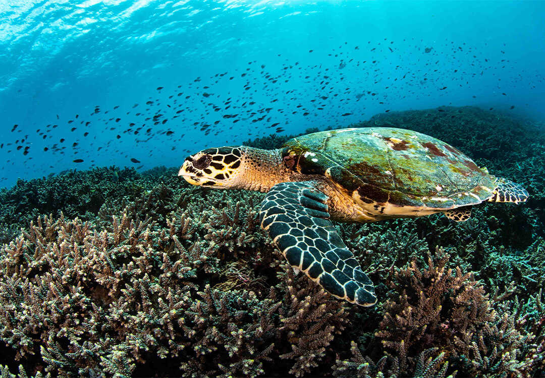 Hawksbill Turtle in Menjangan Marine Park