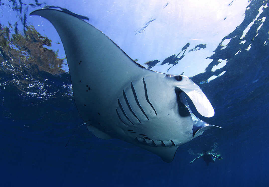 Snorkeling in Nusa Lembongan with Manta Rays