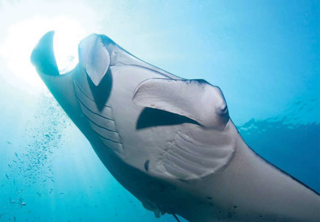 Day Trip Snorkeling with Manta Rays in Lembongan