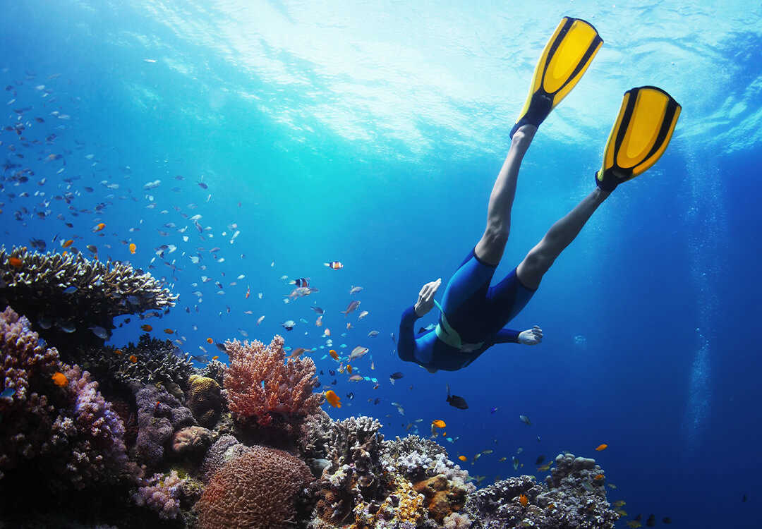 Snorkeling Day Trip in Menjangan