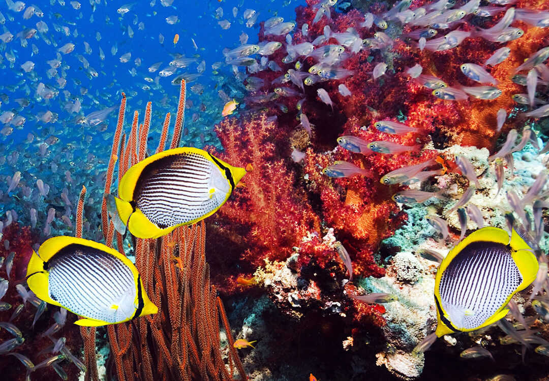 Discover Scuba Diving Day Trip to Amed