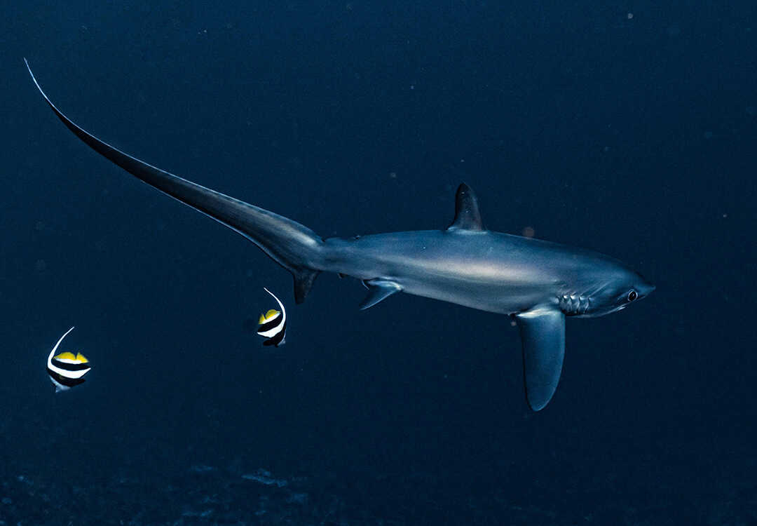 Get your chance to Encounter Thresher Shark in Bali