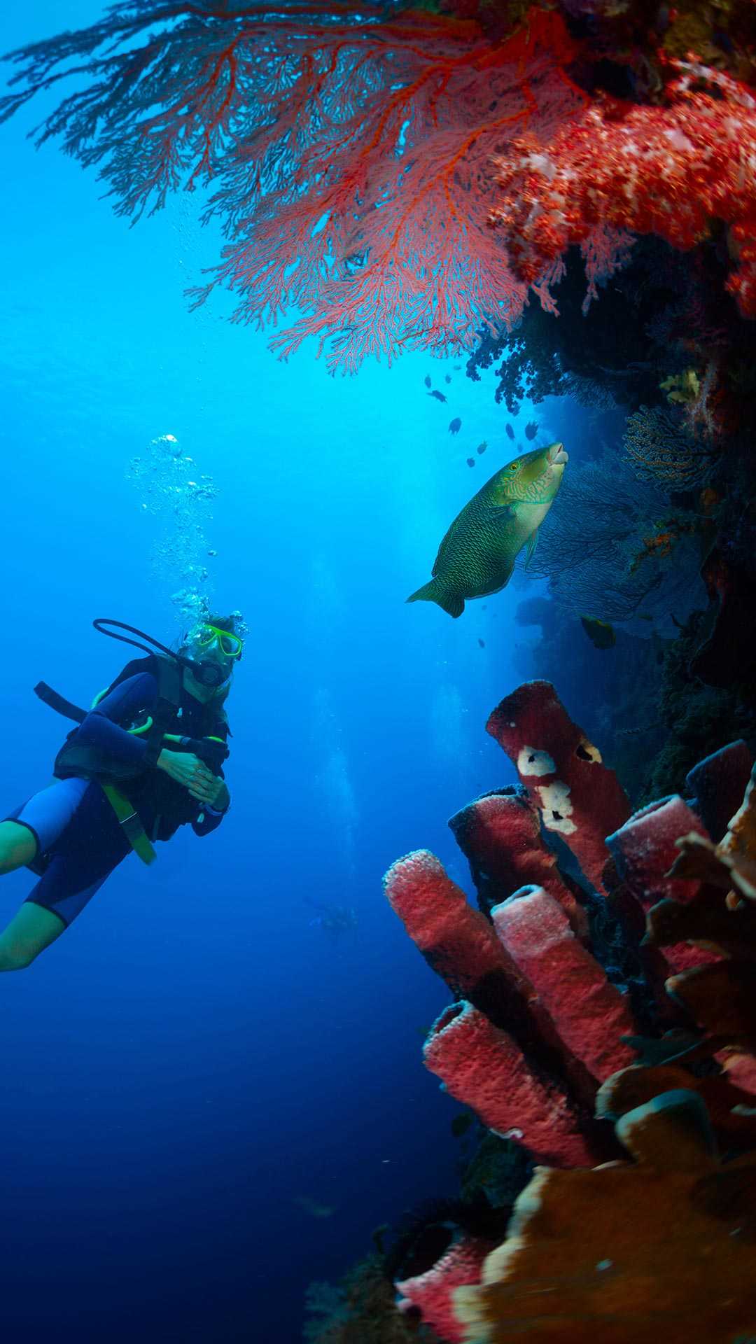 Corals everywhere