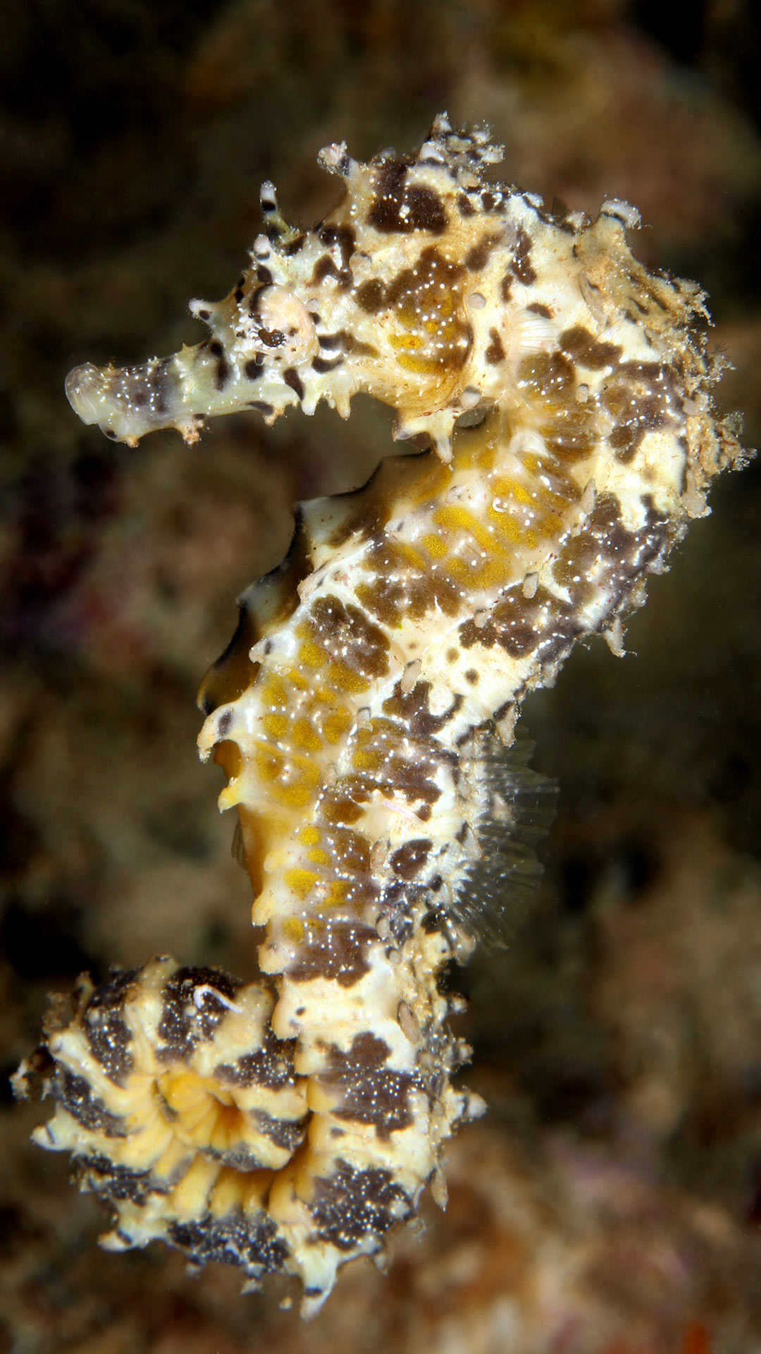 Seahorse in Pemuteran Bay