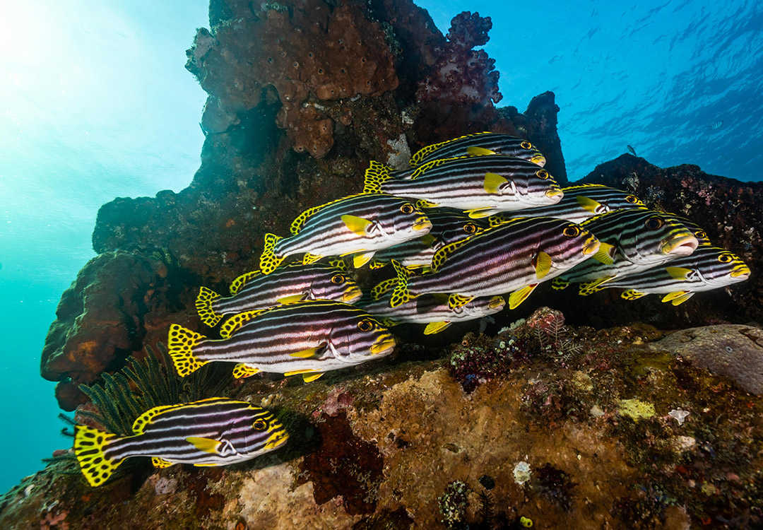 Discover Scuba Diving on the USAT Liberty Shipwreck