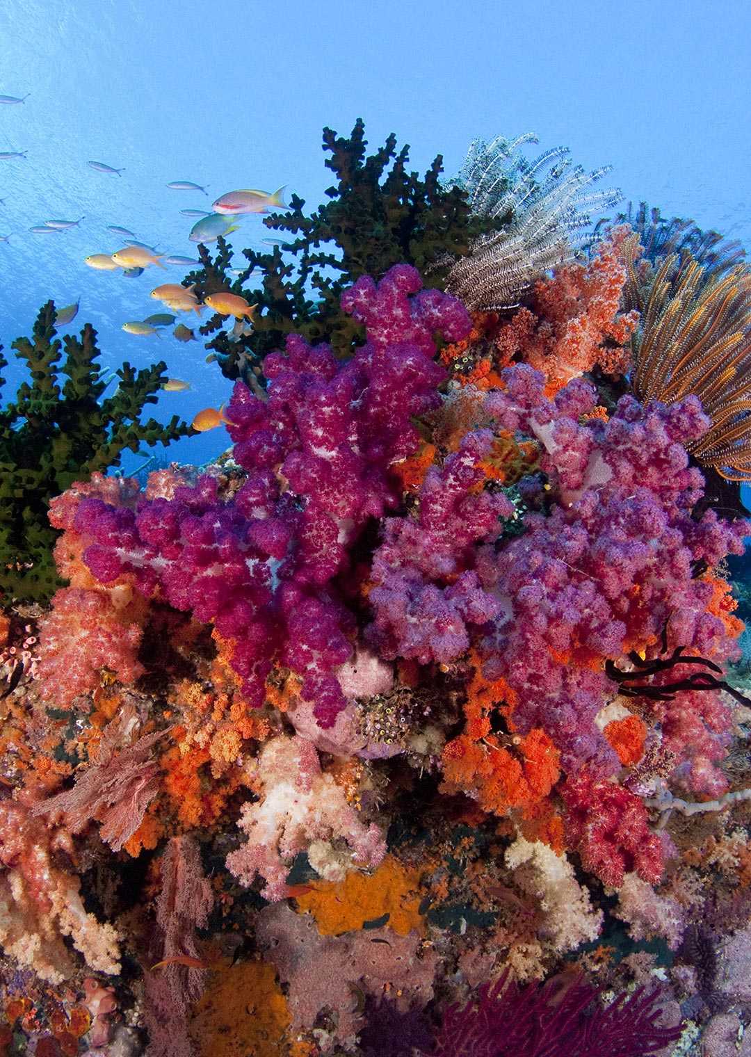 Day Trip 3 Fun Dives in Amed