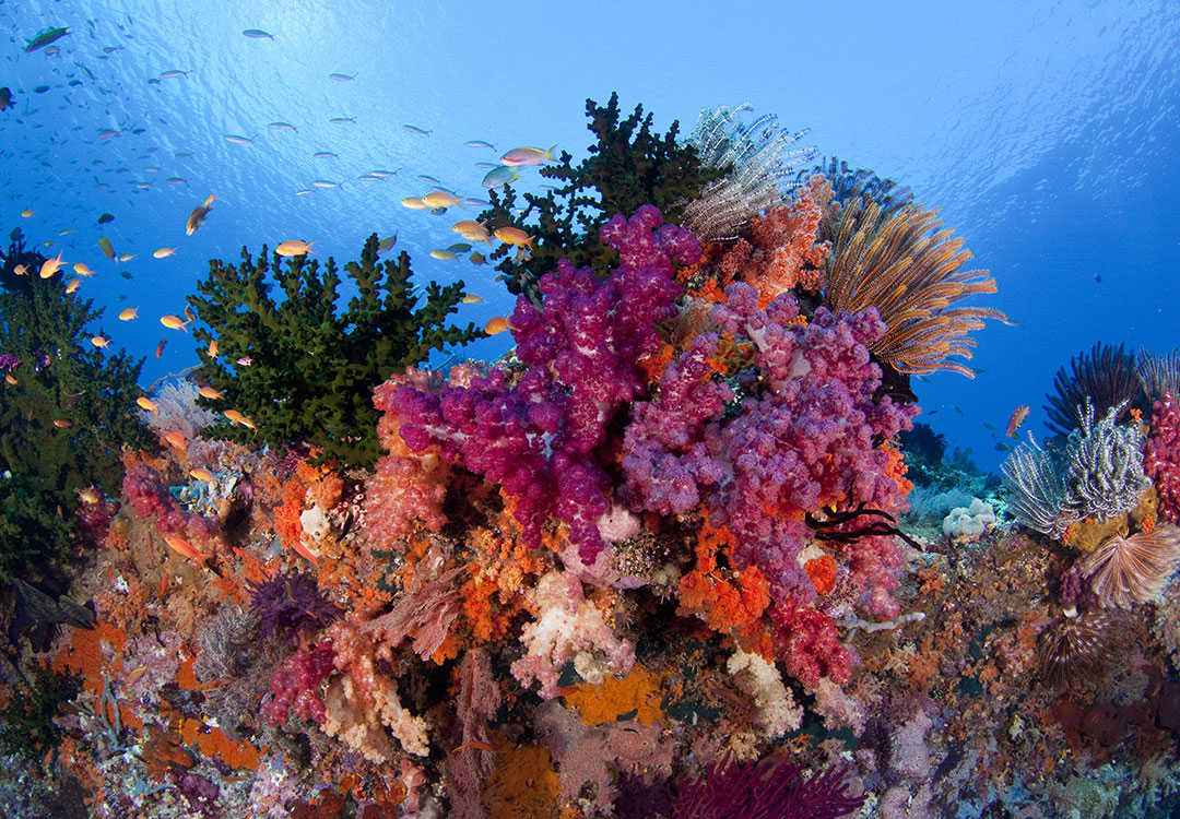 3 Fun Dives Day Trip to Amed