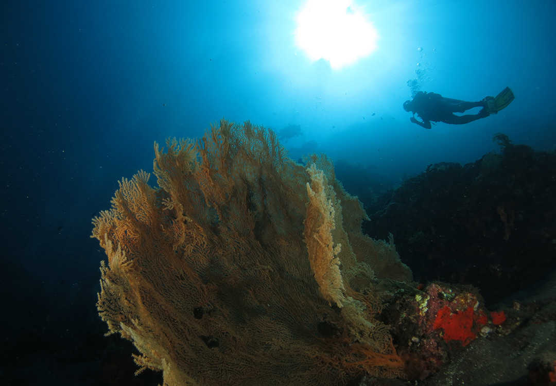 Pack 3 Fun Dives in Amed