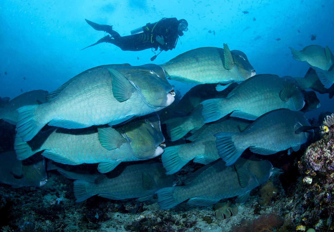 School of Humphead Parrotfish on the Liberty