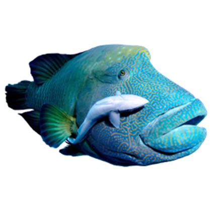 Napoleon Wrasse