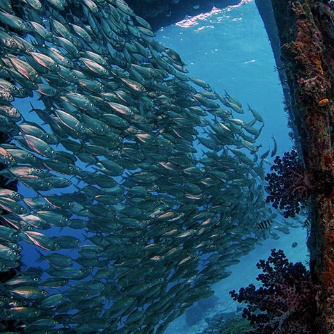 A Lot of Life Below the Jetty