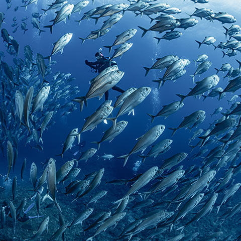 A School of Bigeye Trevally