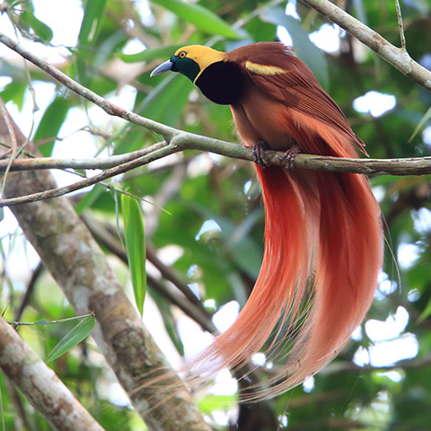 A Treasure in Raja Ampat The Bird of Paradise