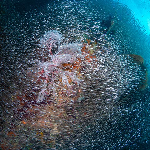 Alor Archipelago a Paradise for Scuba Divers