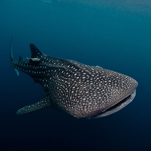 Alor Diving Liveaboard