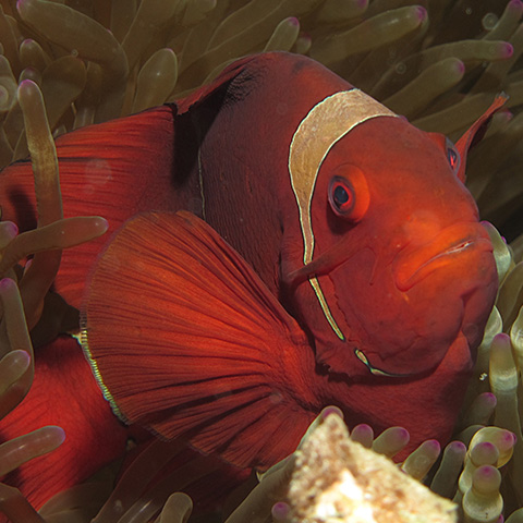 Anemonefish Spinecheeks