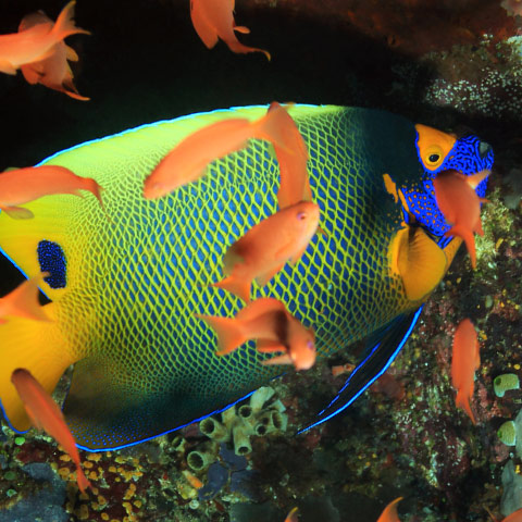 Angelfish Pomacanthus Xanthometopon