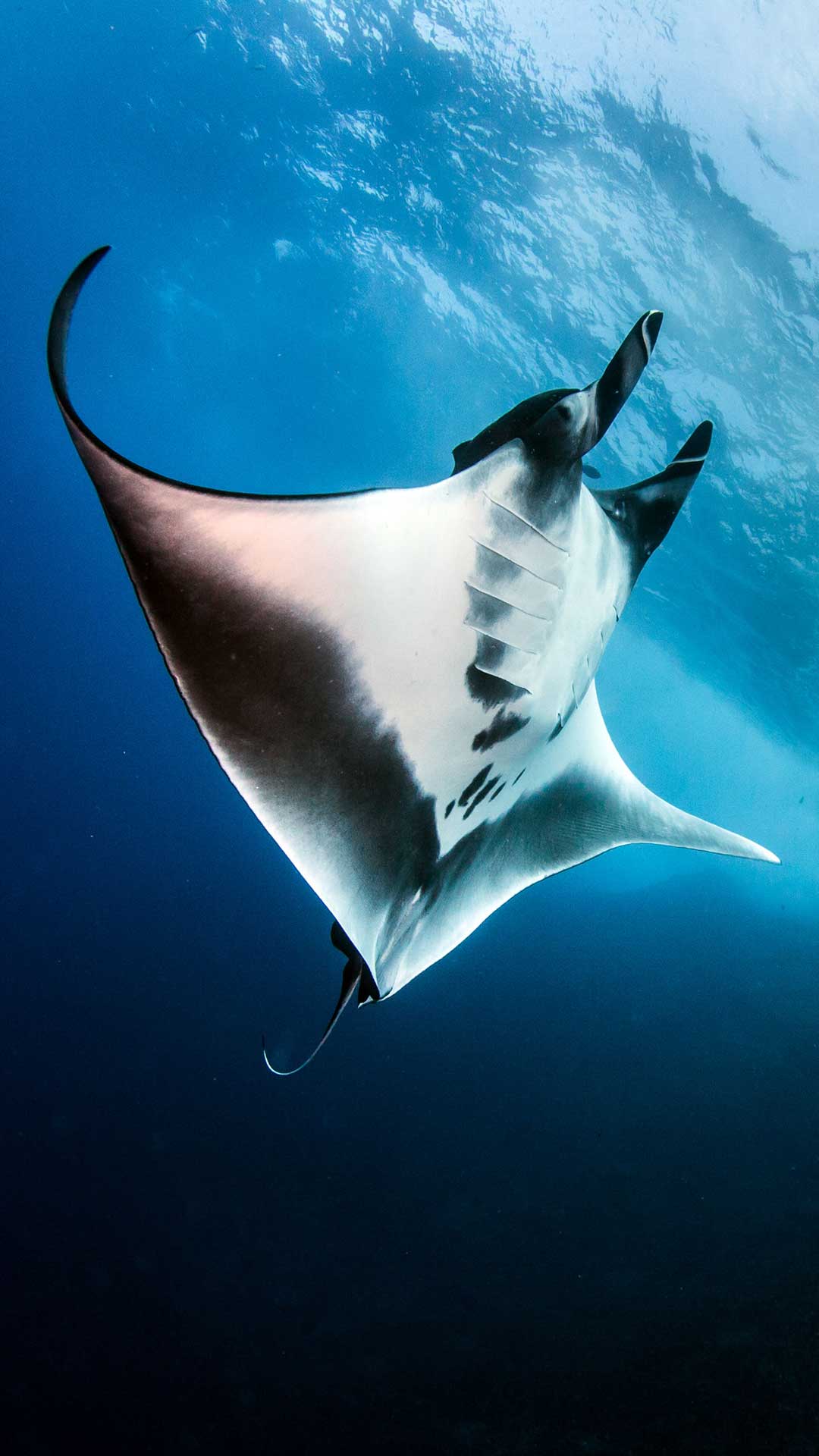 Bali Safari Diving Tour