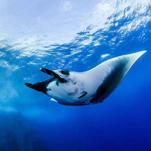 Scuba Diving Bali with Dive Concepts Bali, Best Bali Diving Center
