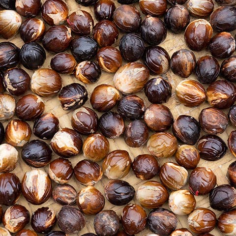 The golden Spice of Banda