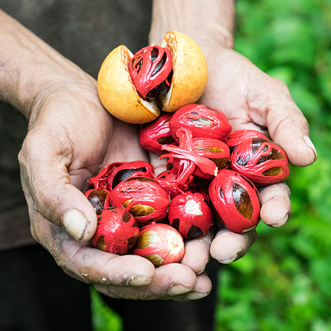 Nutmeg in Banda Islands