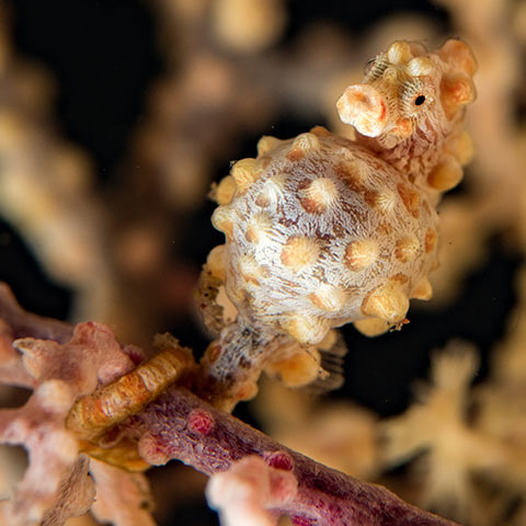 Bargibanti-Pygmy-Seahorse