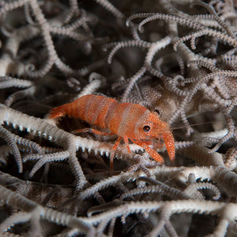 Basket Star Shrimp